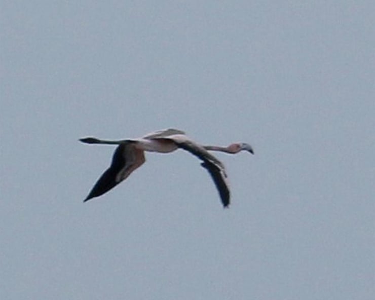 Frankie the flamingo wins her freedom after flying to France from Cornwall Frankie the flamingo wins her freedom after flying to France from Cornwall