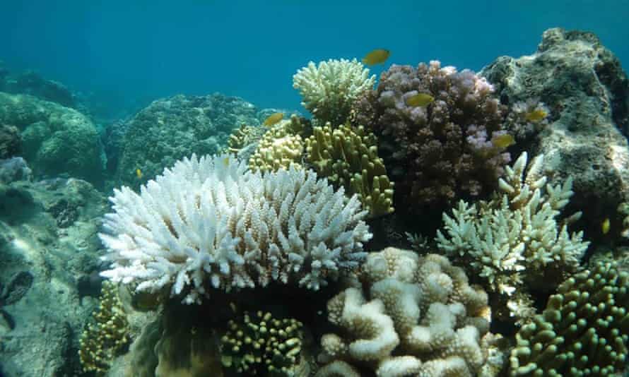 Heat-stressed corals off Lizard Island in February 2020