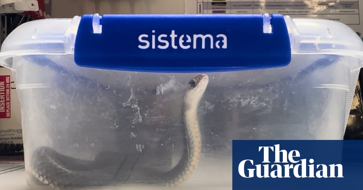 ‘Serious safety risks’: bite victims urged to stop bringing snakes to Queensland hospitals | Queensland