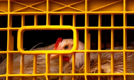 Chickens being transported