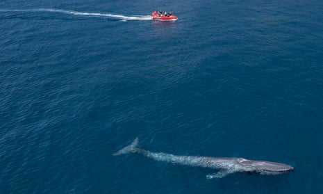 A large blue whale off the coast near the Margaret river, Western Australia.