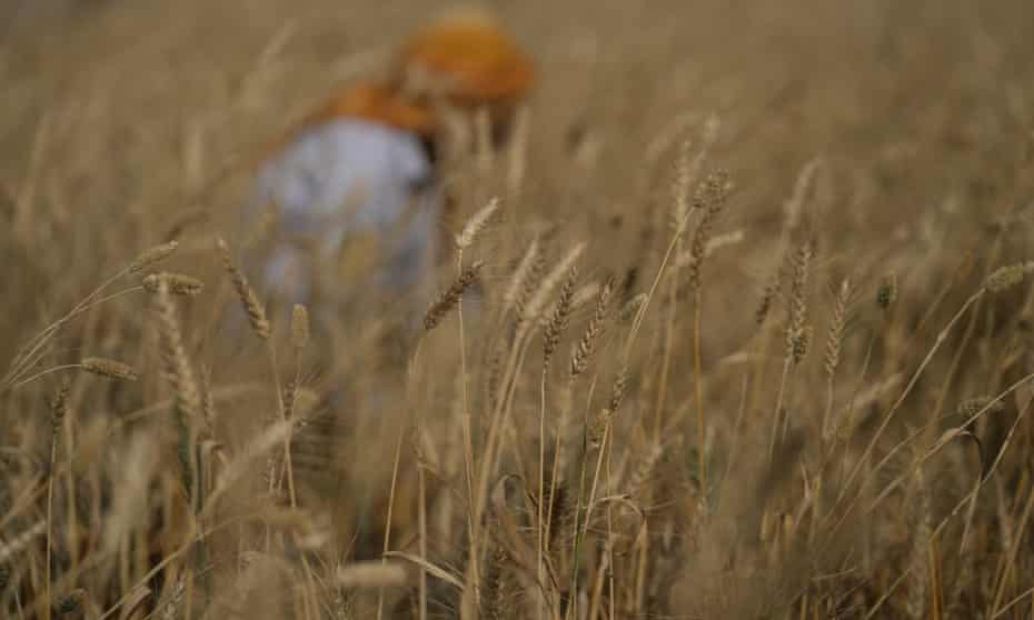 A farmer harvests wheat near Jammu, India, during a record-shattering heatwave that is stunting wheat production. 