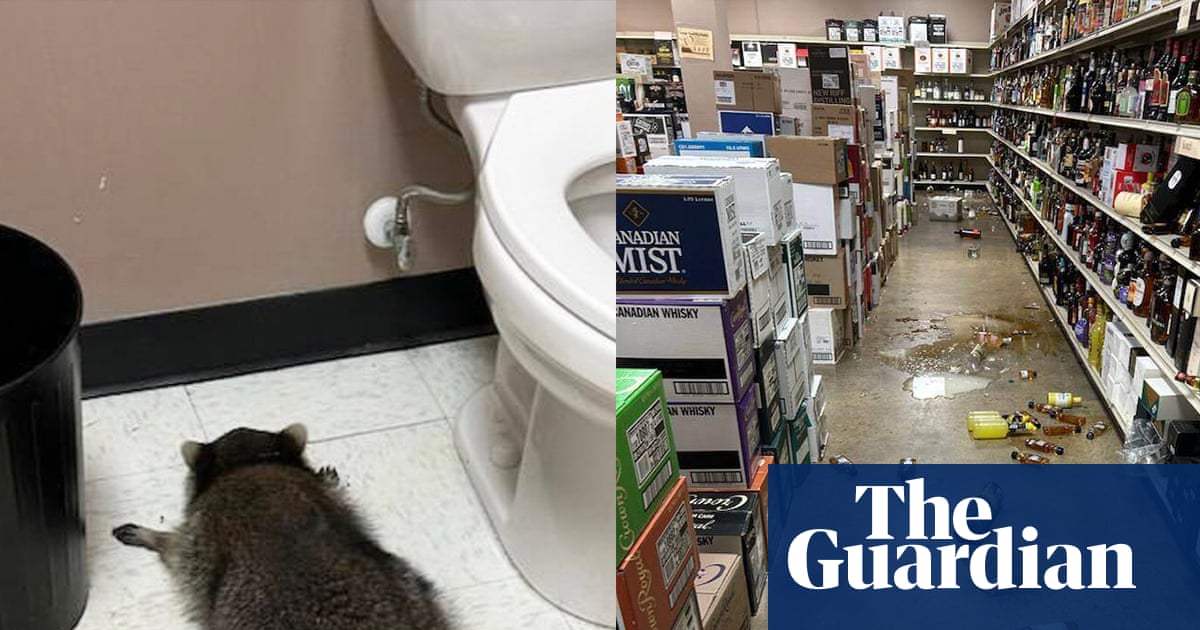 ‘He’s living his best life’: drunk raccoon hit DMV for snacks before liquor store