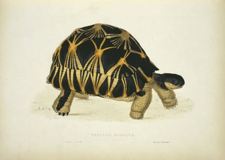 A tortoise: it does not live inside a shell, it is a shell, Helen Sullivan