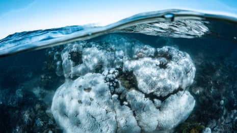 Footage shows coral bleaching at Western Australia's Ningaloo Reef – video