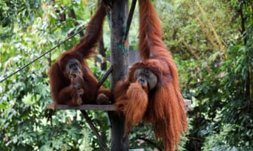 Two reddy brown orangutans handing from a perch