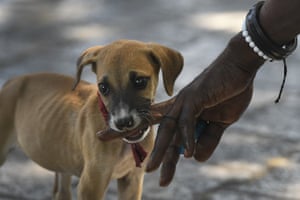 Port-au-Prince, HaitiA man plays with a street dog in the Haitian capital.