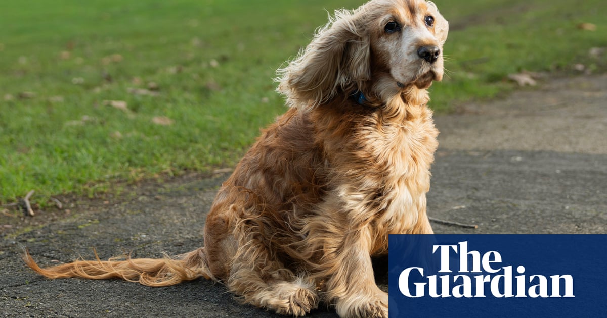 Poo and punishment' is there really a war on dogs in England and Wales?