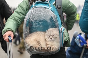 A cat is carried in a transparent pet carrier at the Polish-Ukrainian border.