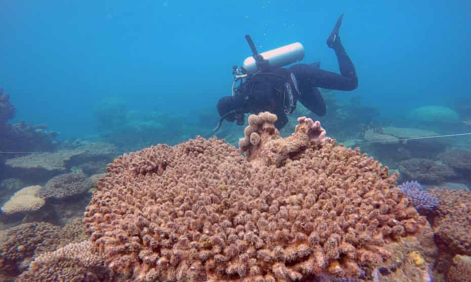 A scientist assesses coral on the Great Barrier Reef
