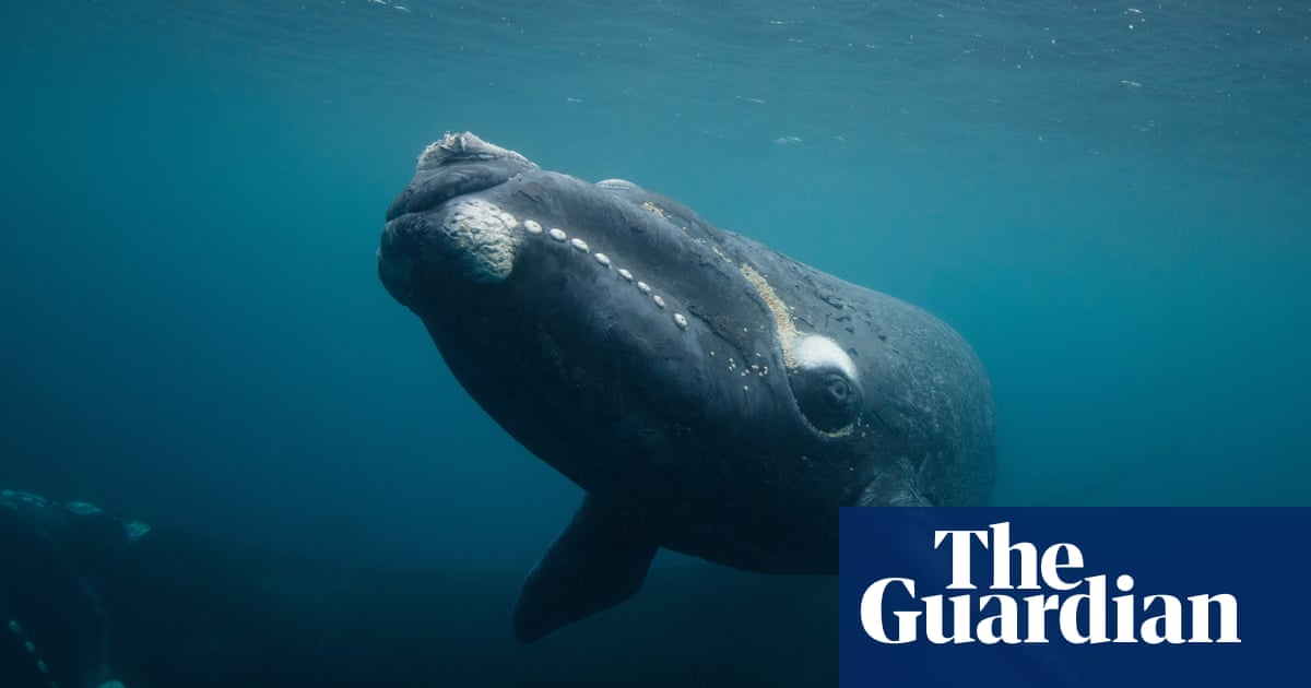 Bill and tag’s excellent adventure: A year in the life of one southern right whale