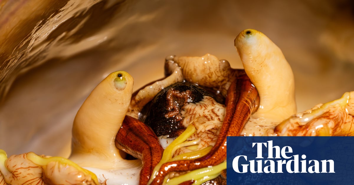 Sex and the sea snail: how a plucky marine lab brought a mollusk back from the brink