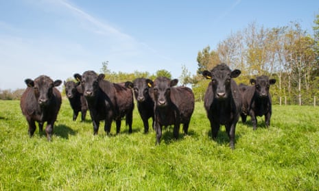 Black dexter cattle grazing in a field in Cumbria.