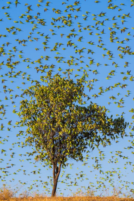 A tree full of budgerigars, Australia