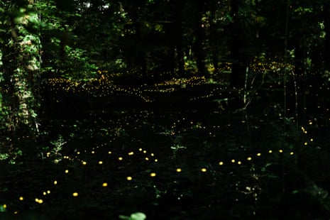 A dark area between trees with what looks like a string of small lights