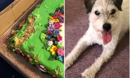 A £200 retirement cake and the culprit, a parson russell terrier