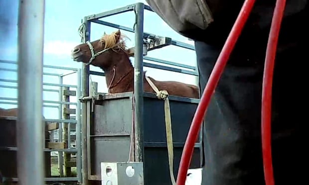 A mare stands in a metal restraint box. Blood flows through pipes in the foreground