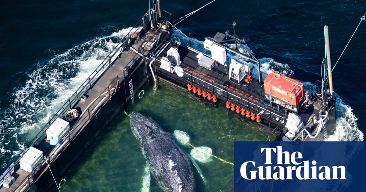 Timmy the whale rescue attempt begins off coast of Germany