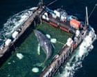 Timmy the whale rescue attempt begins off coast of Germany – in pictures