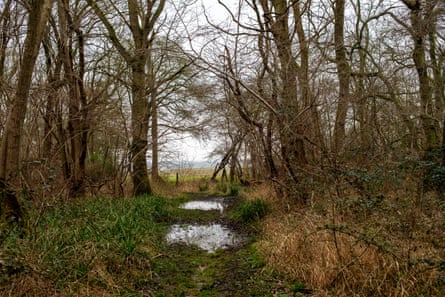 Richard Broughton looking for marsh tits in Monks Wood, Cambridgeshire.