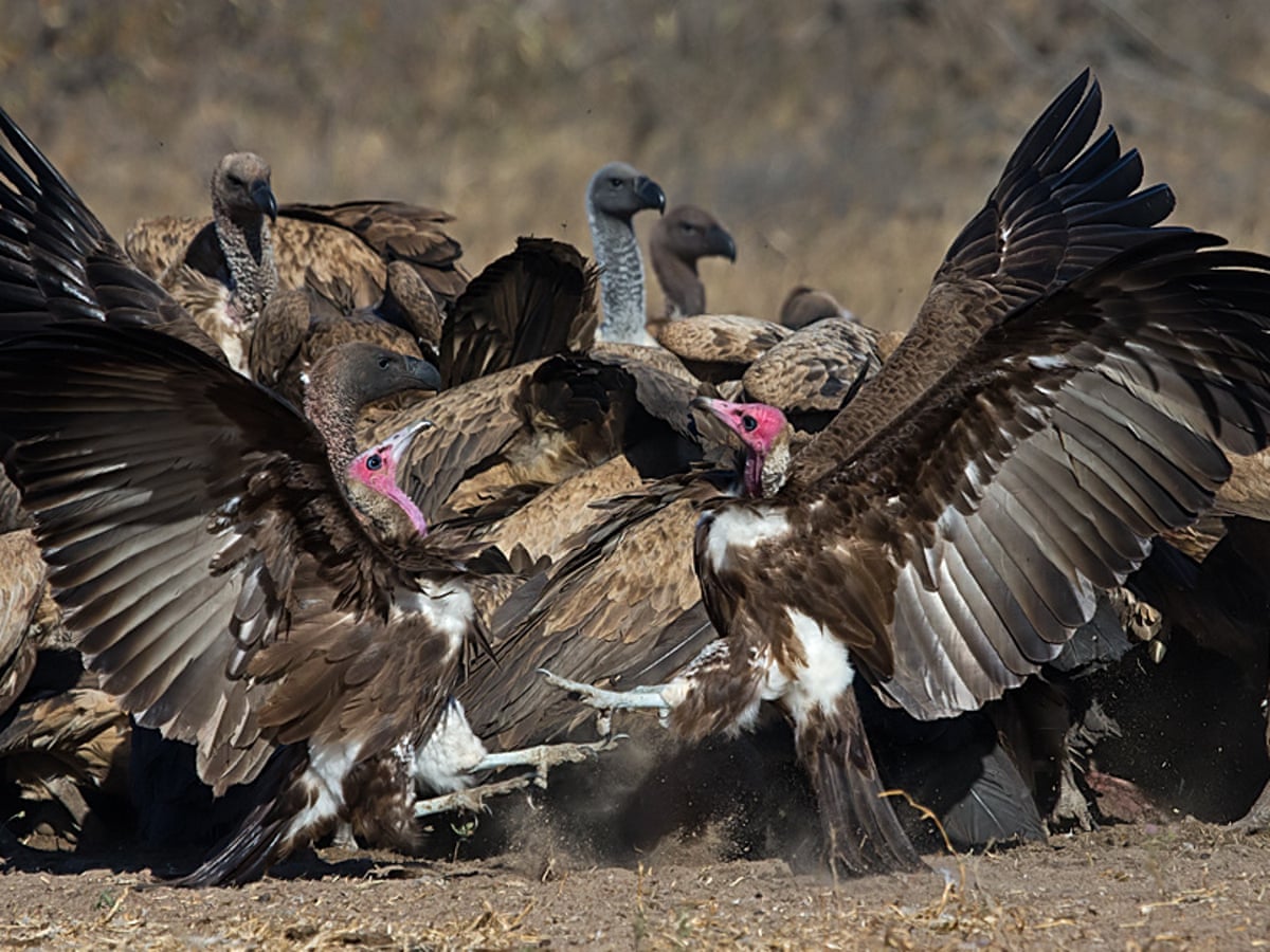 Hooded vultures 'on brink of extinction' in Africa after mass ...