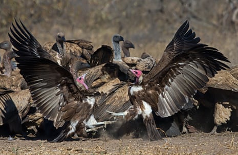 Hooded vultures are critically endangered at a global level and Guinea-Bissau has one of the best populations in Africa.