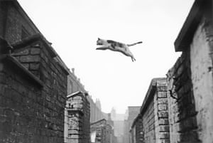 Cat jumping, Salford, 1957