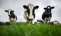 Three cows amid green grass
