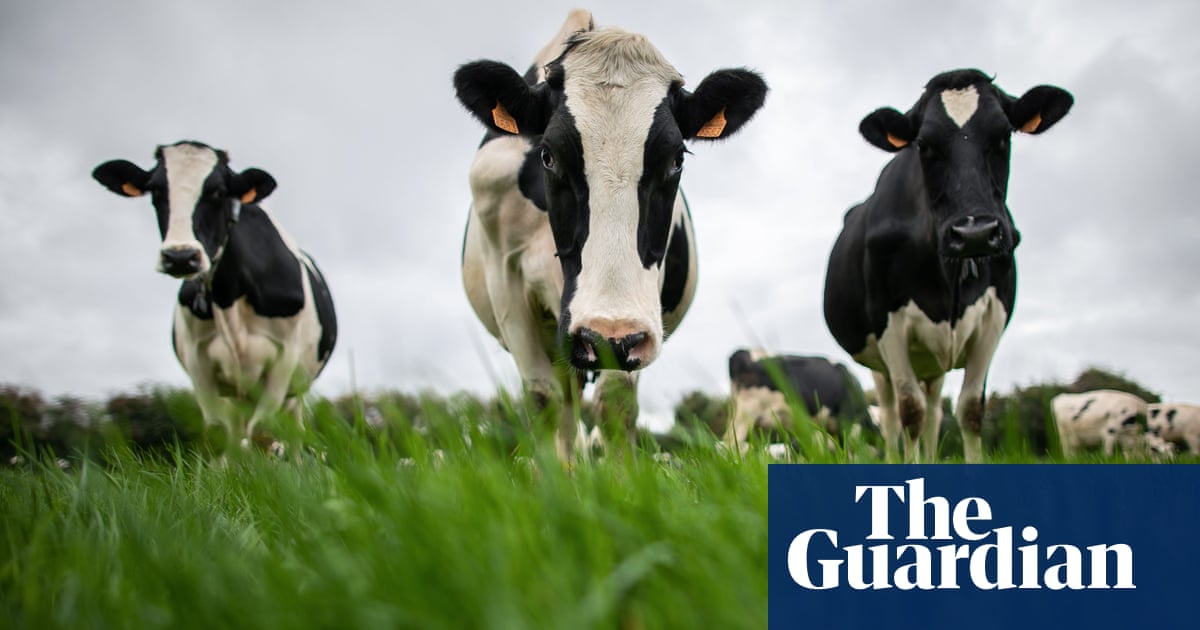 Most UK dairy farms ignoring pollution rules as manure spews into rivers | Farming