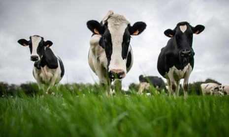 Three dairy cows amid green grass