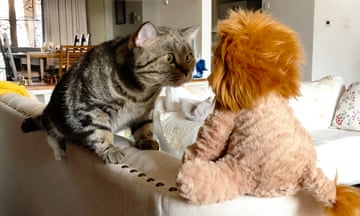 A cat staring at a soft toy lion