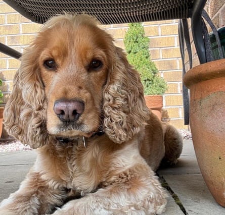 Frances’s dog, Mabel