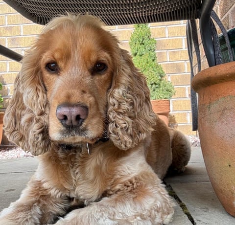 Con chó của Frances, Mabel