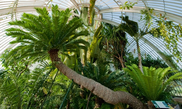 The giant cycad, or Encephalartos altensteinii