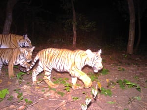 Um tigre e seus filhotes foram vistos no Santuário de Vida Selvagem Salak Phra, na Tailândia.  O número de tigres avistados por câmaras escondidas no centro da maior área de conservação da Tailândia aumentou no ano passado, enquanto o raro avistamento de uma mãe e das suas crias espalhou a esperança de que a espécie se esteja a reproduzir em novas áreas.  Armadilhas fotográficas nos santuários de vida selvagem de Thungyai-Huai Kha Khaeng capturaram 120 tigres durante um exercício concluído em abril de 2023, contra 100 no ano anterior.