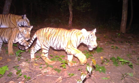 A wildlife sanctuary camera in Thailand captures rare footage of a tiger and her cubs.