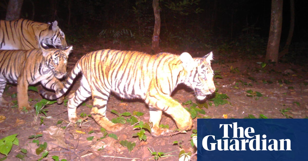 Рядко срещане на тигри и малки поражда надежди за видовете в Тайланд
