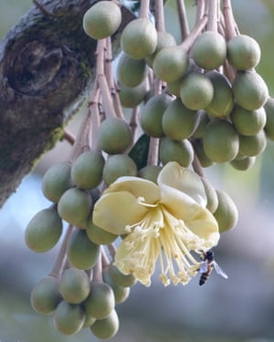 The large durian flower requires equally large pollinators.