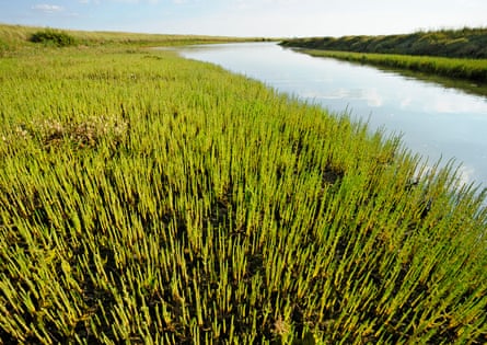 Salt marshes at Abbotts Hall Farm, Essex.