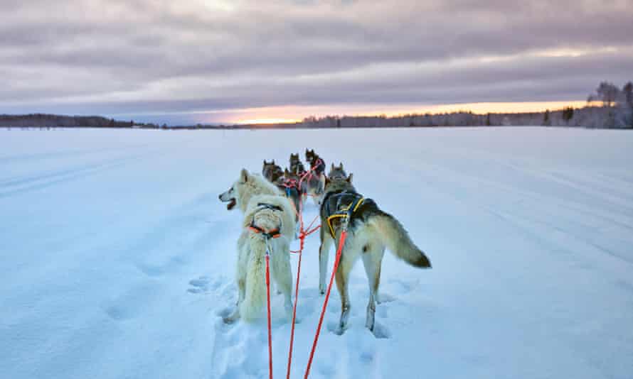 Huskies in Lulea, Swedish Lapland