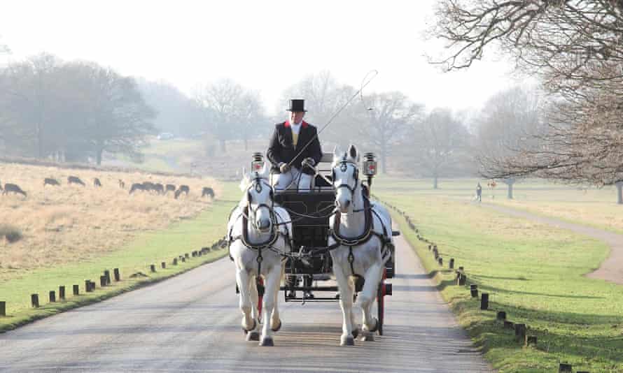 Shire horse and carriage ride in Richmond Park
