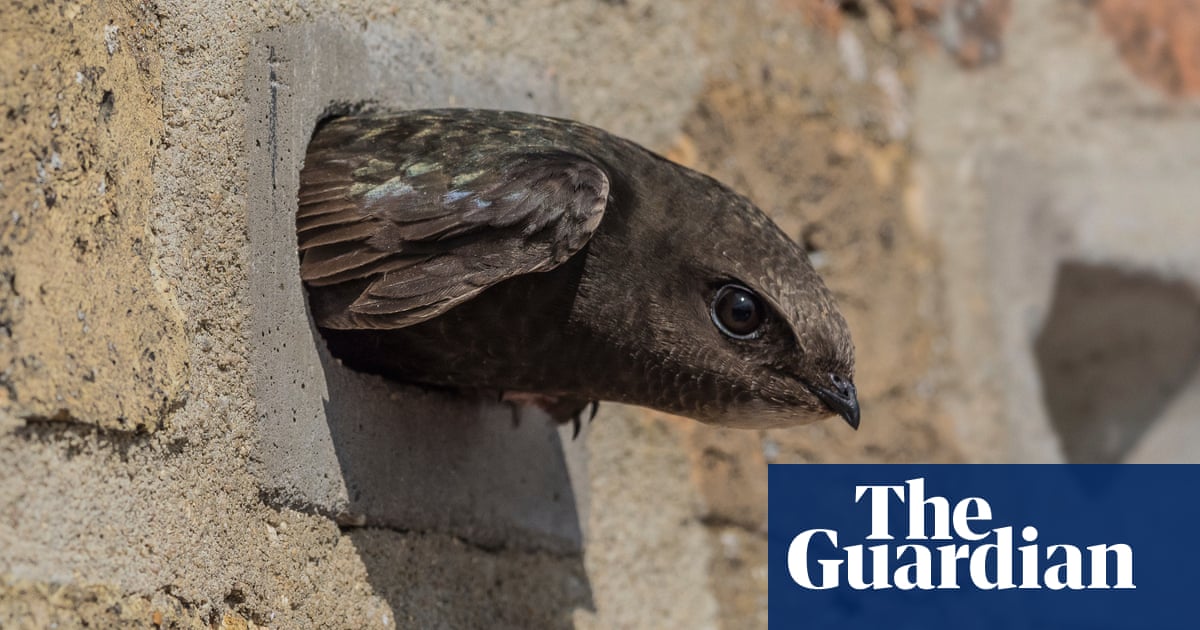 Securing a swift return: how a simple brick can help migratory birds