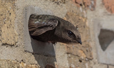 A swift looks out of a specially designed nest brick