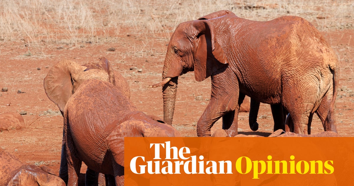 Dogs name toys while elephants name each other. Animal language is more complex than we imagine