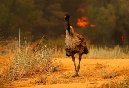 Mike Blake: ‘The emu zooms past me as I zoomed out with my lens, I spun and followed him around as he headed off into a field away from the flames.’