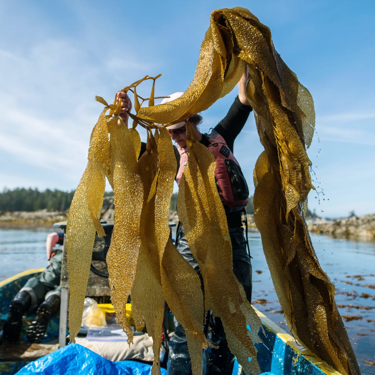 Meet The Star Ingredient Changing Fortunes In Alaska S Waters Seaweed Environment The Guardian