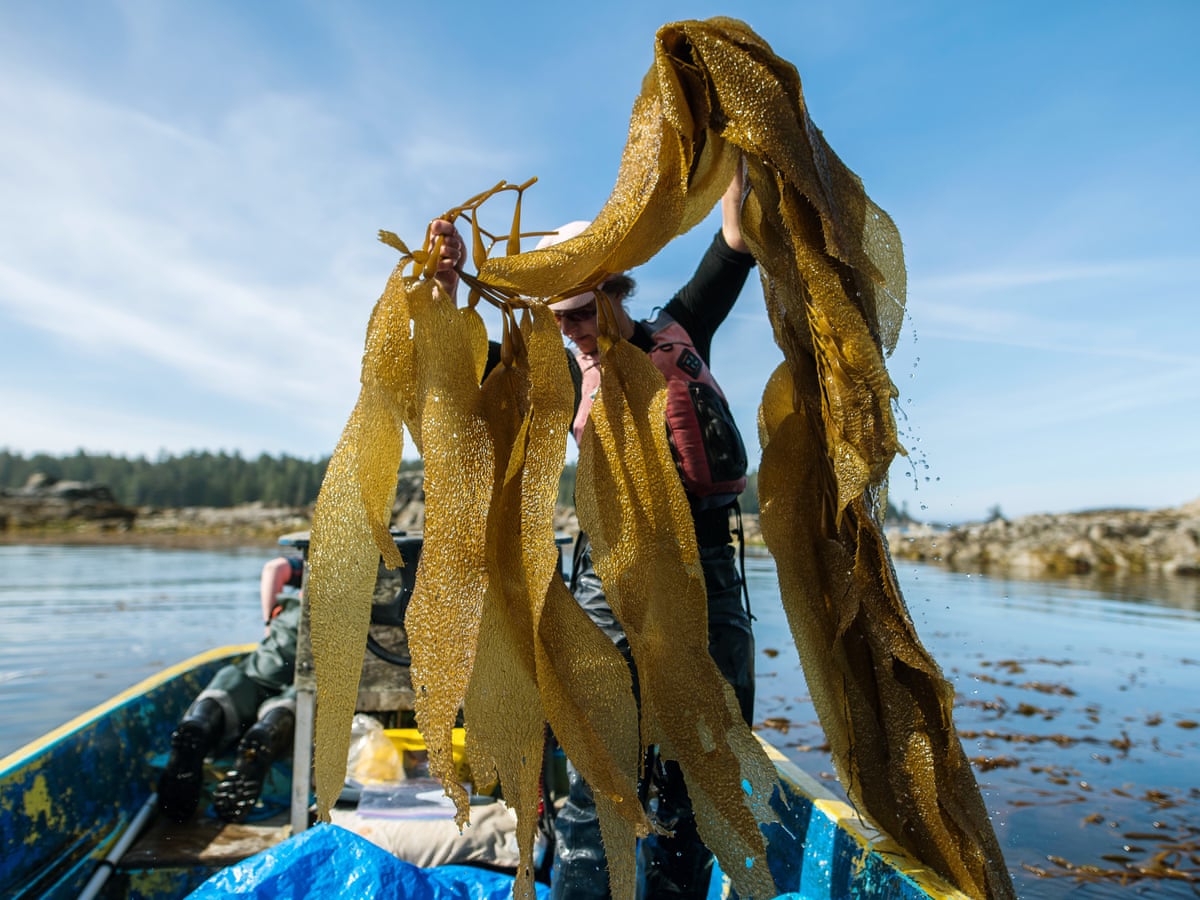 Meet The Star Ingredient Changing Fortunes In Alaska S Waters Seaweed Environment The Guardian