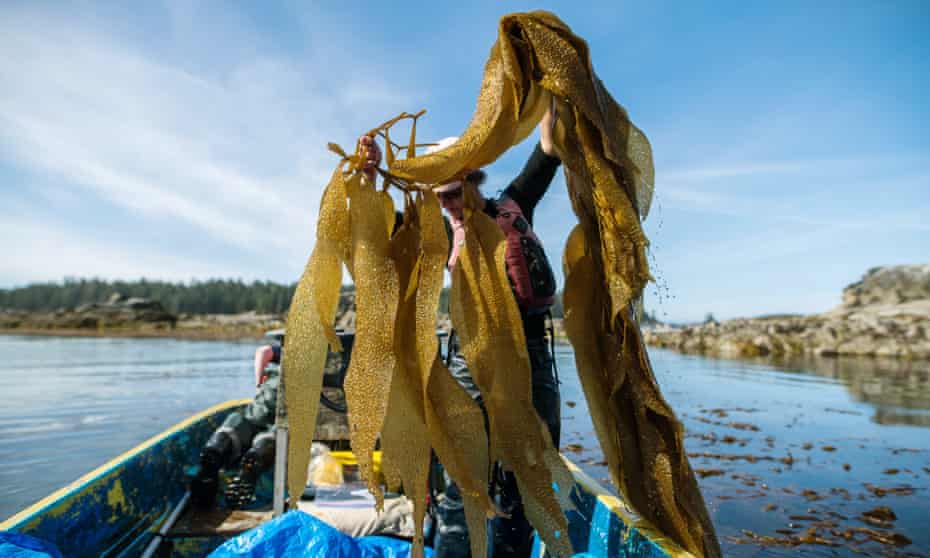 Canadian Kelp workers harvest their crop in the Barkley Sound, Canada.