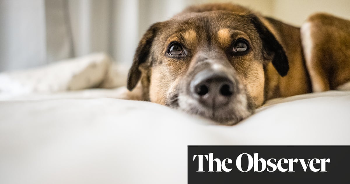 Yappy dogs, moody cats… why lockdown owners are full of ‘pet regret’