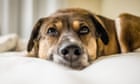 Soundproofing to soft rock: vet tips for a stress-free Bonfire Night for pets